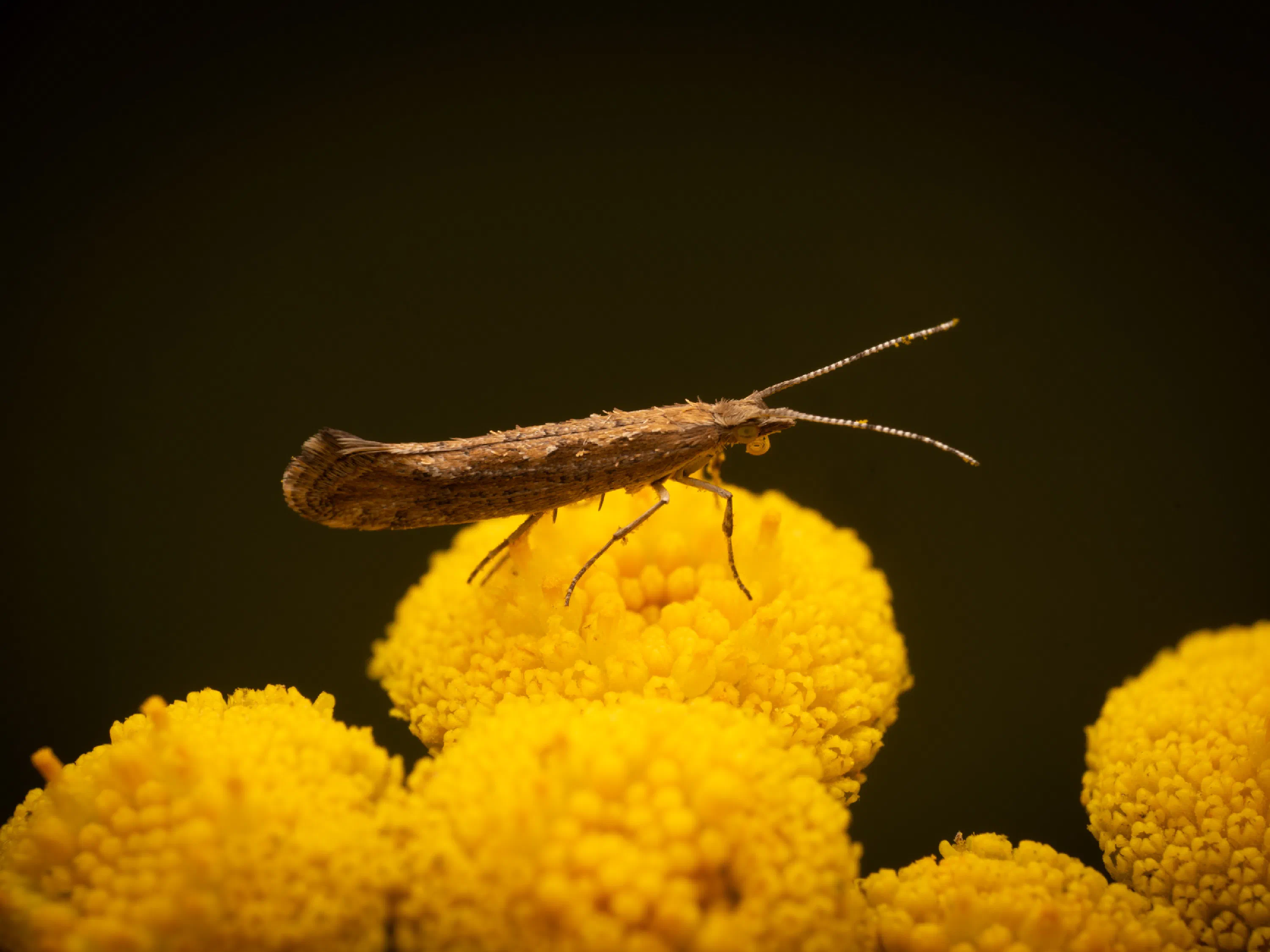 Diamondback Moth