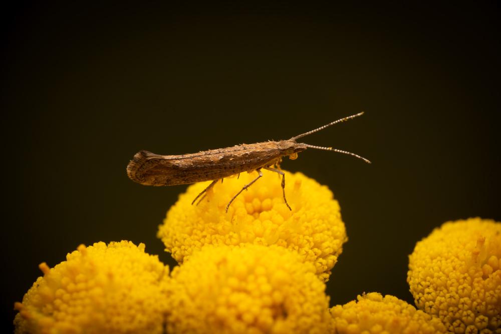 May 5, 2024 – Issue No. 261
– Issue No. 261: “Diamondback Moth“ Diamondback Moth