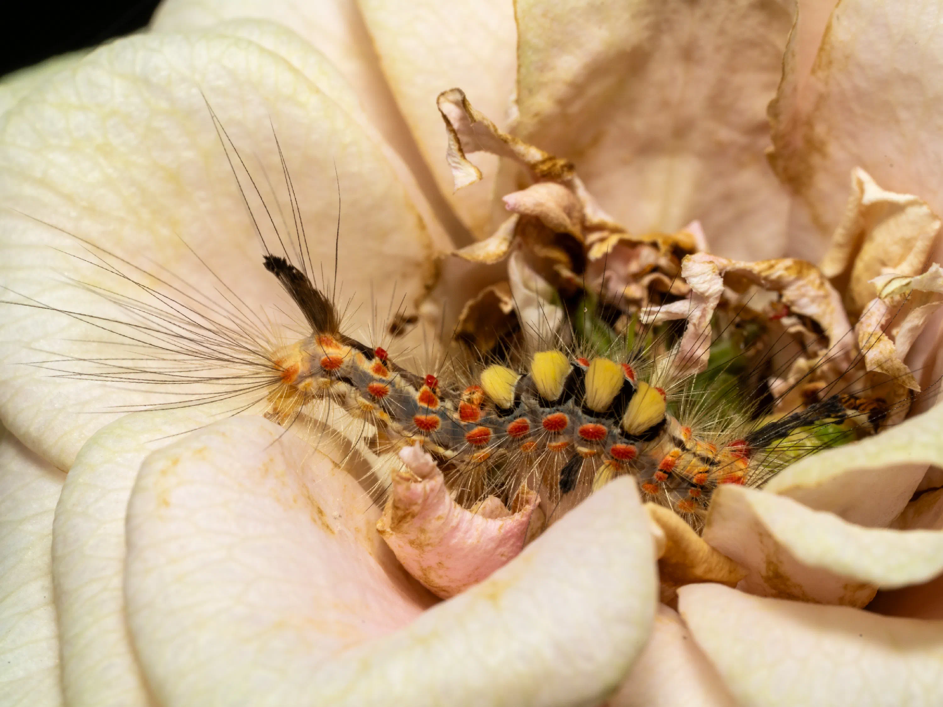 Spongy Moth