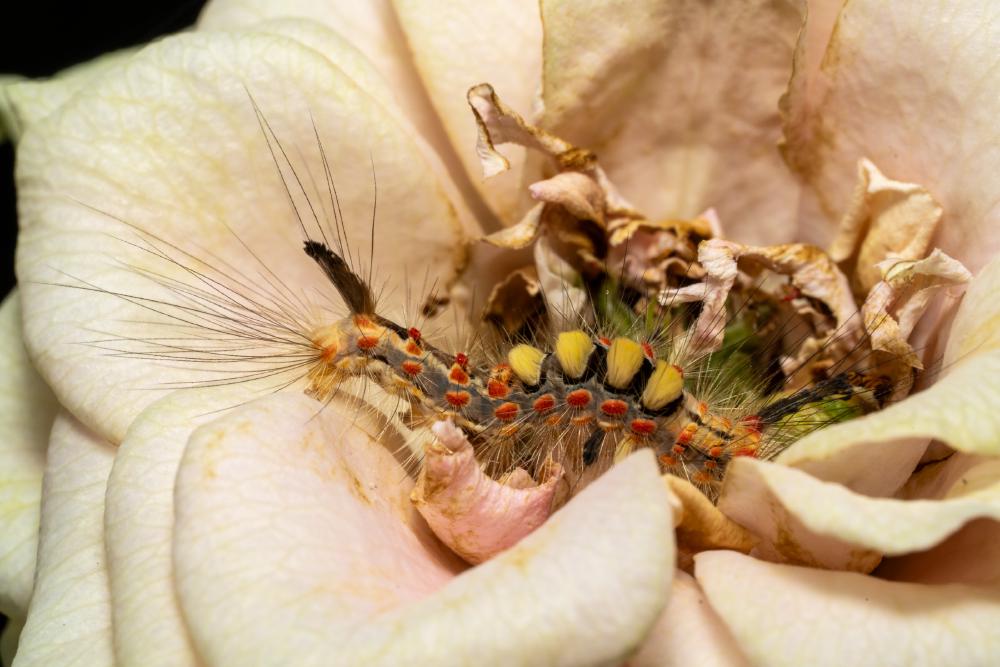 December 7, 2024 – Issue No. 477
– Issue No. 477: “Spongy Moth“ Spongy Moth