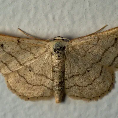 Acidalie détournée