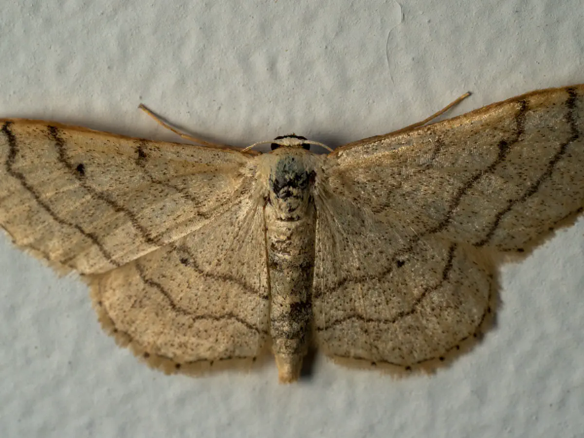 Acidalie détournée