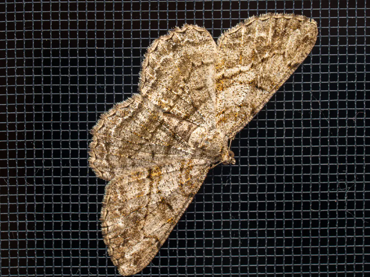 Boarmie rhomboïdale