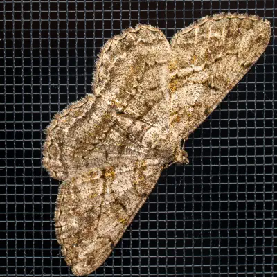 Boarmie rhomboïdale