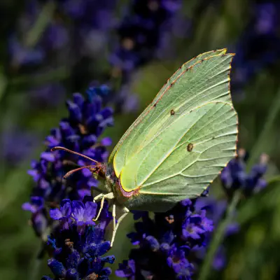 Whites, Yellows, and Sulphurs