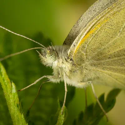 Large White