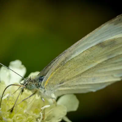 Piéride du chou