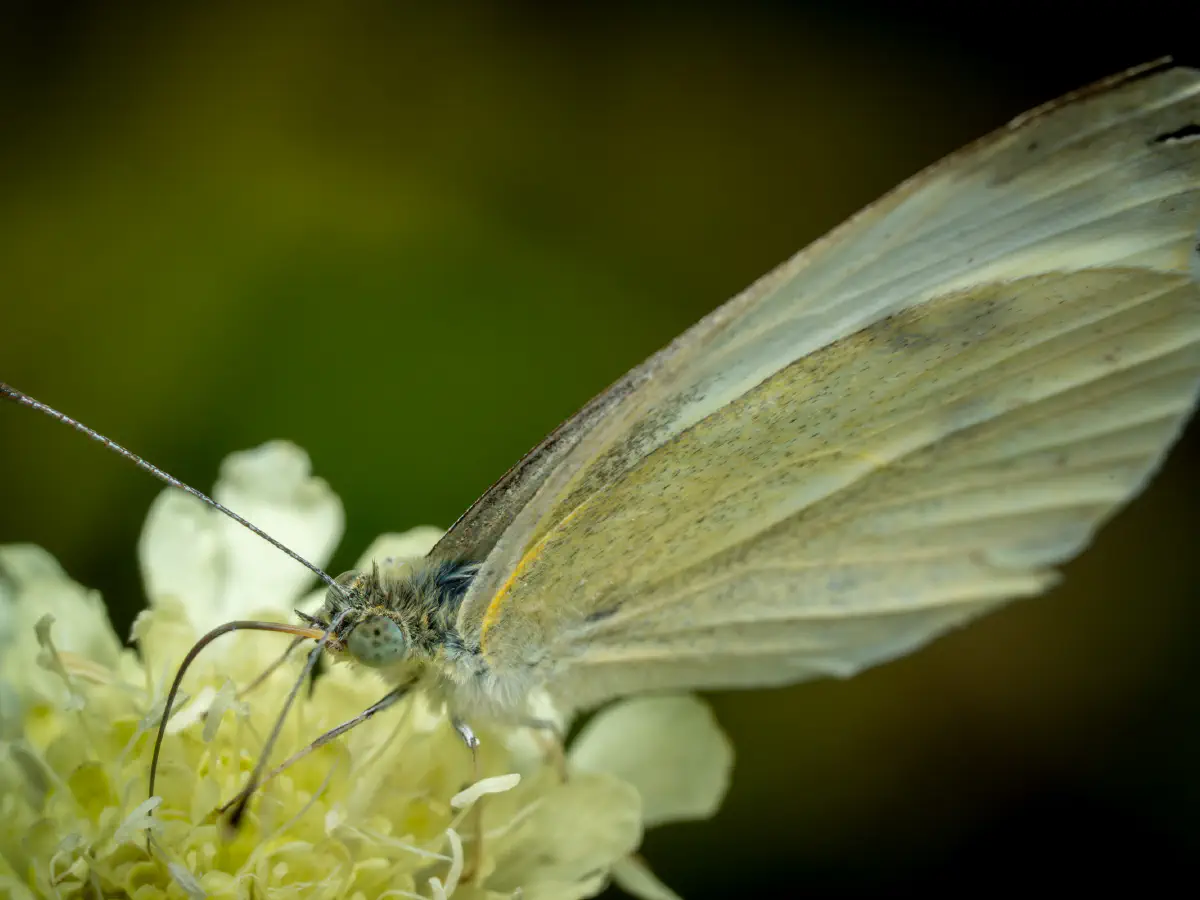 Piéride du chou