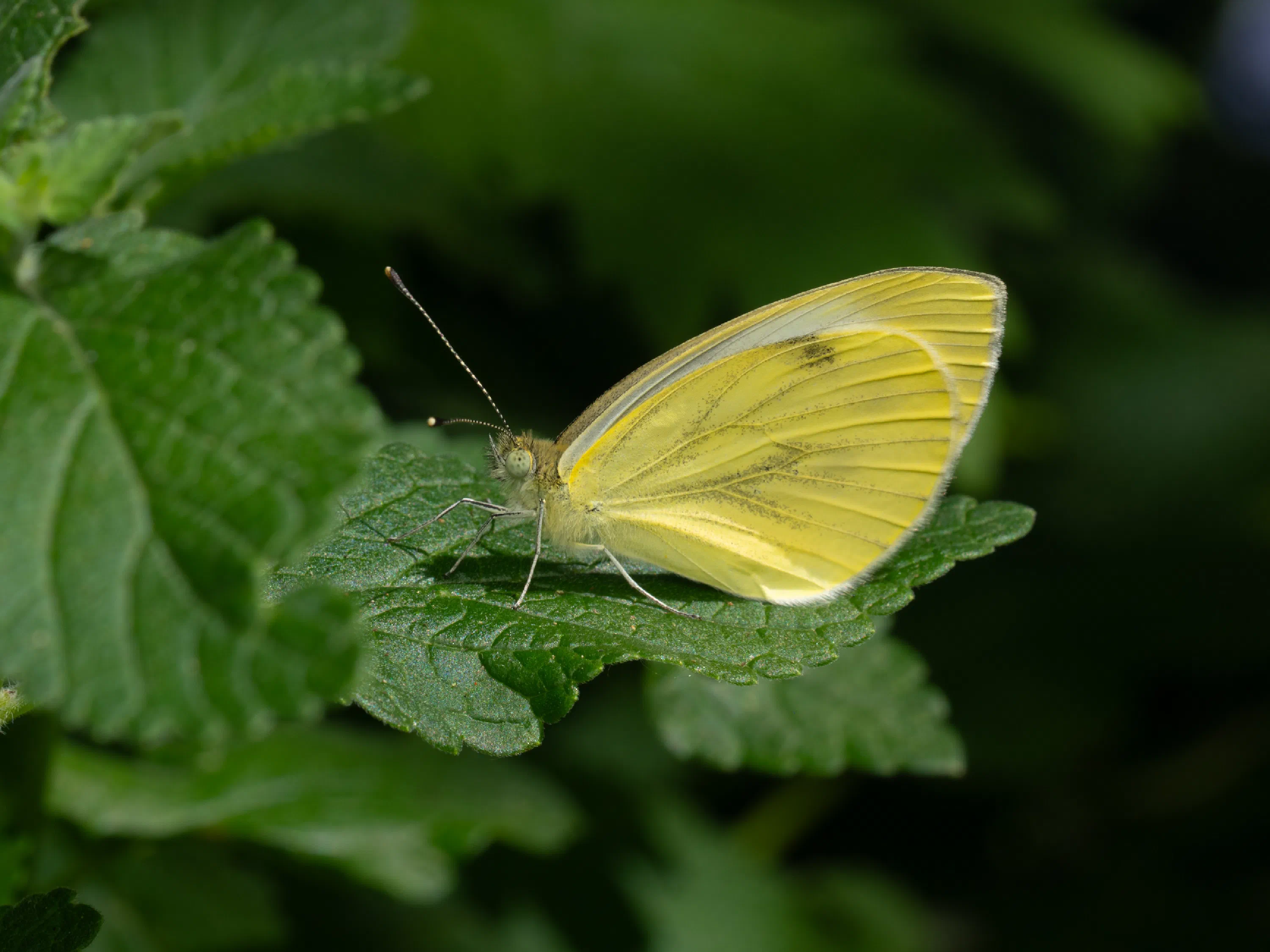 Green-veined White