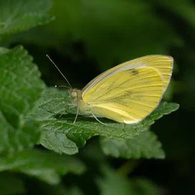Blanca perfumada