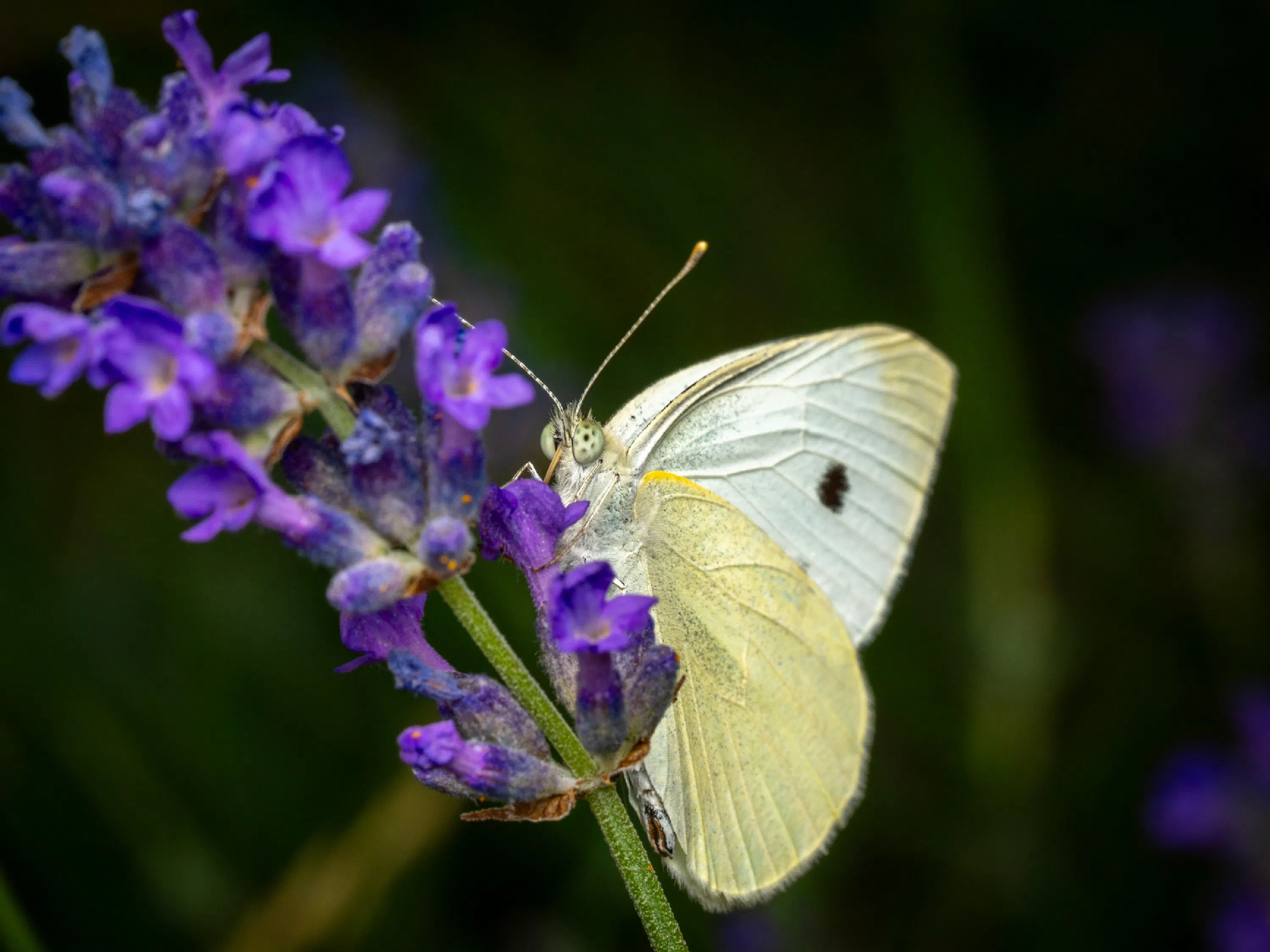 Small White