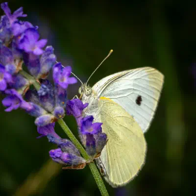 Mariposa blanca de la col