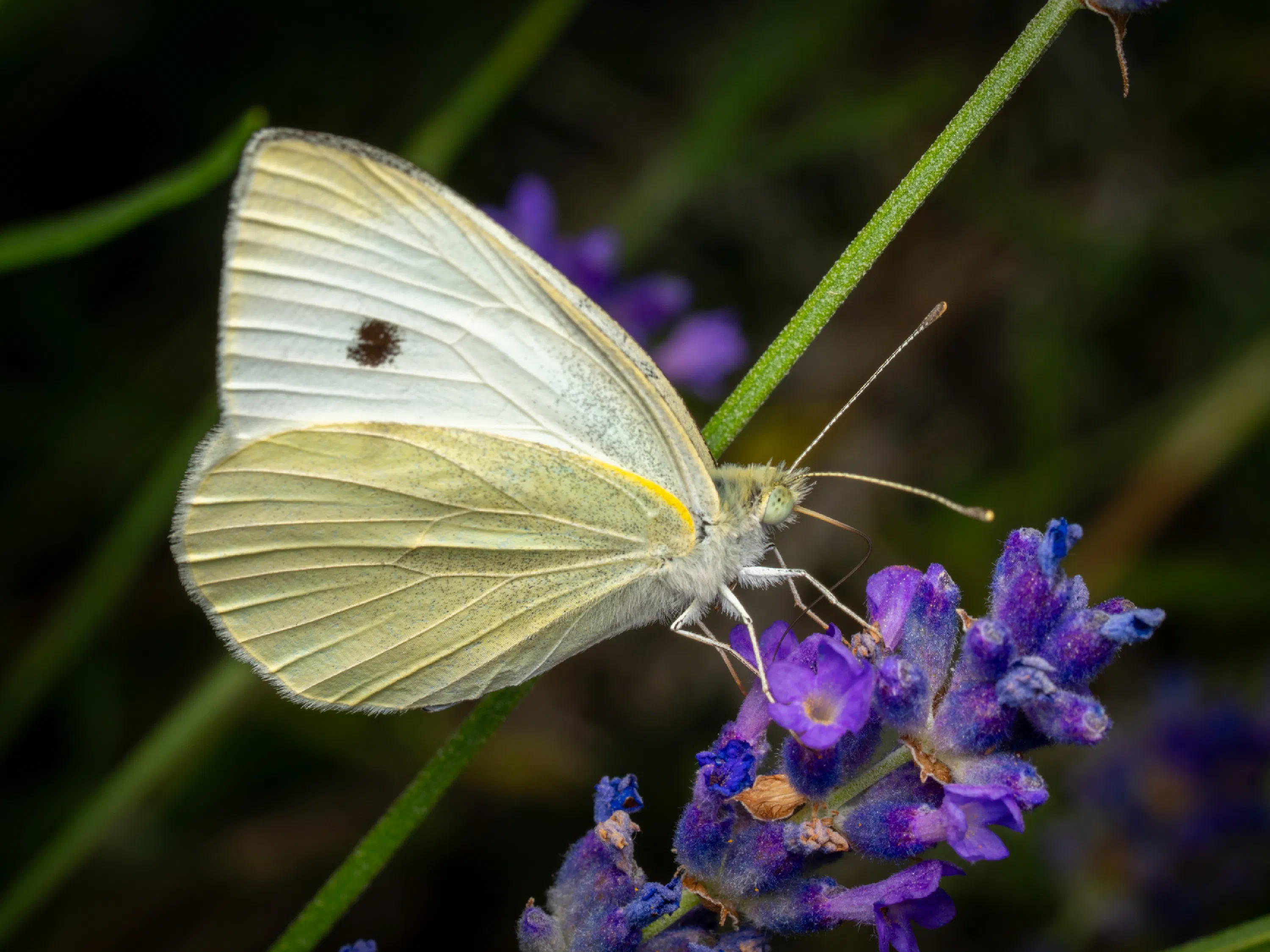 Small White