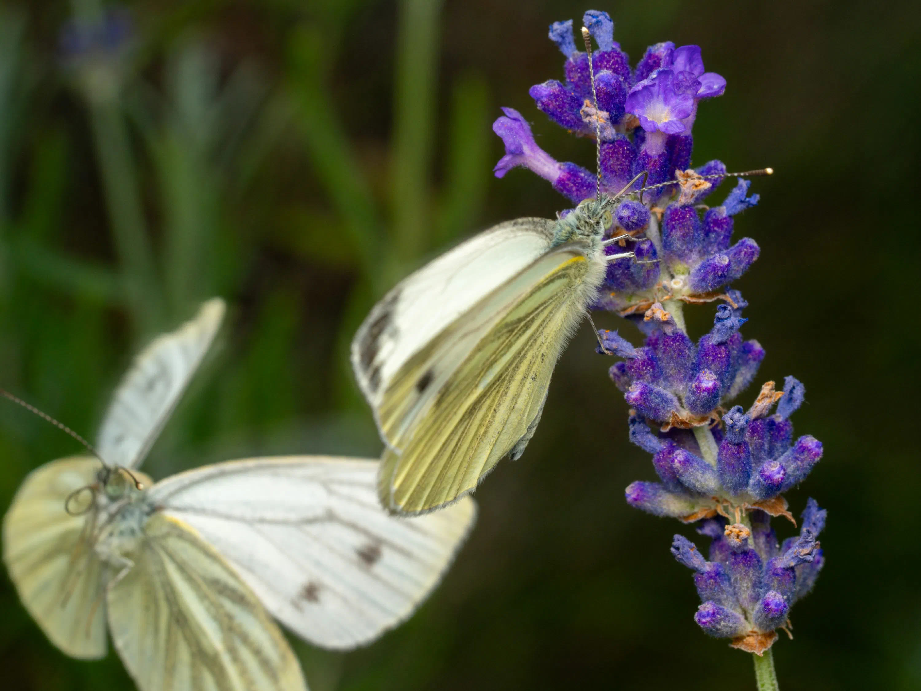 Small White