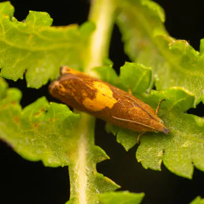 Tortricid Leafroller Moths