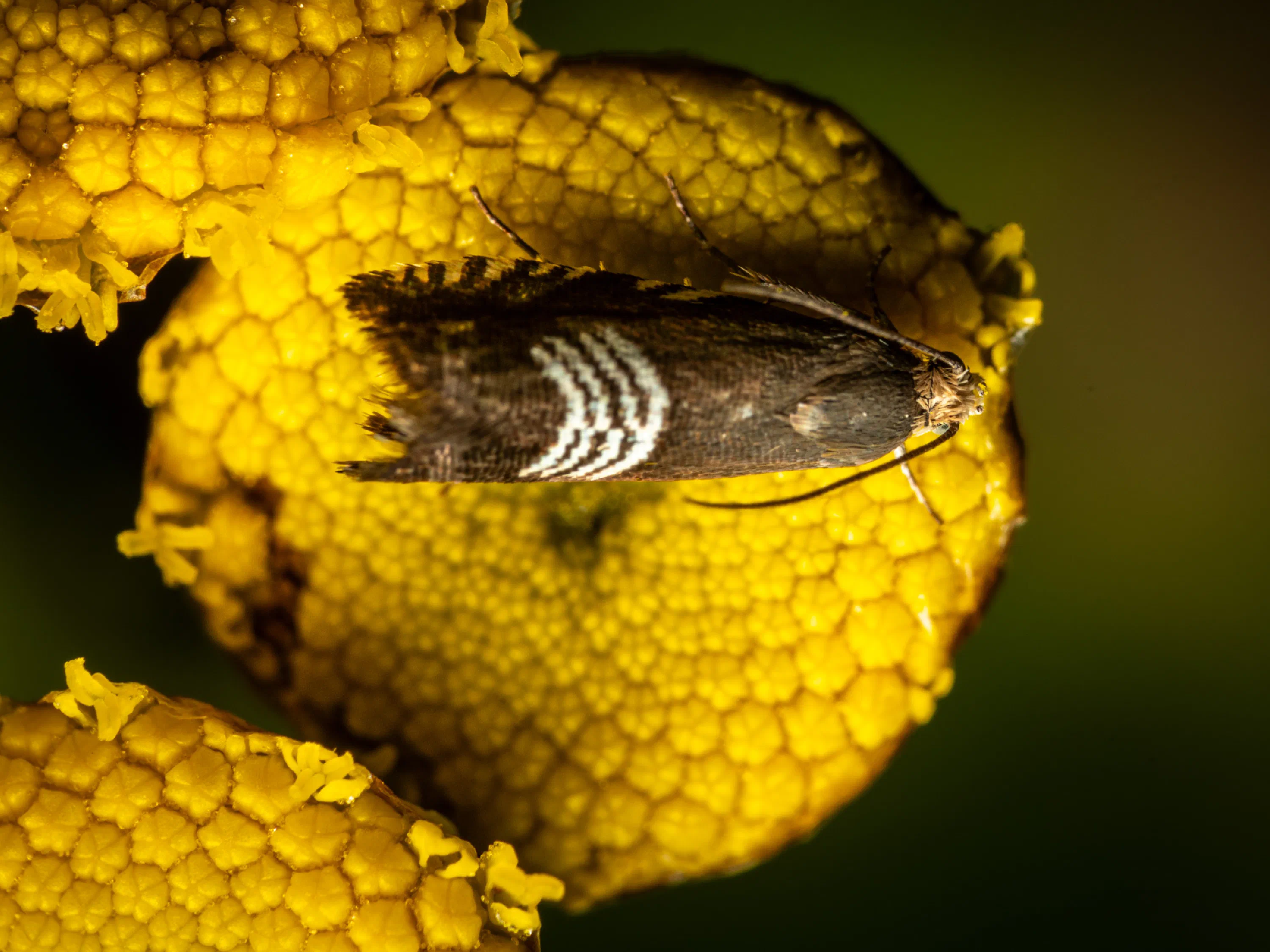 Clover Seed Moth