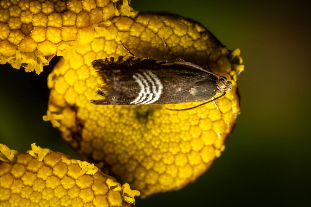 June 26, 2024 – Issue No. 313
– Issue No. 313: “Clover Seed Moth“ Clover Seed Moth