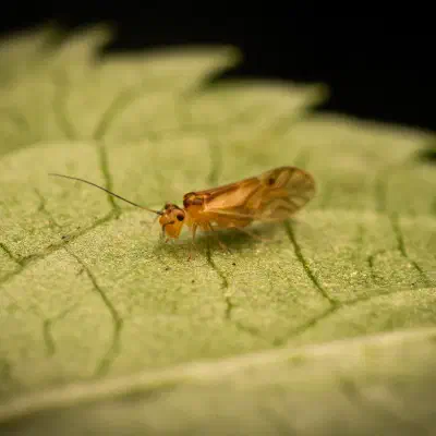 Bark Lice, Book Lice, and Parasitic Lice