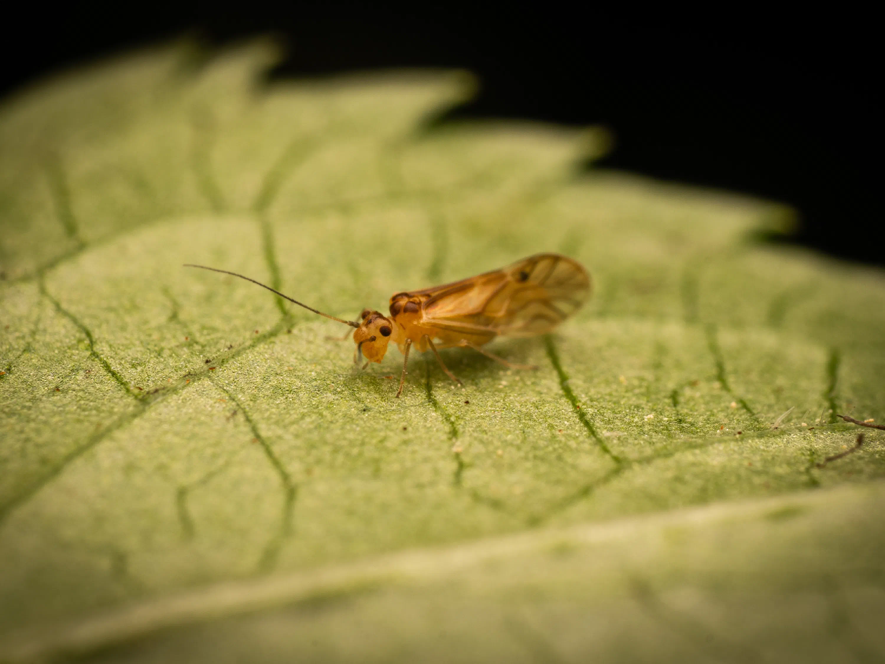 Valenzuela flavidus