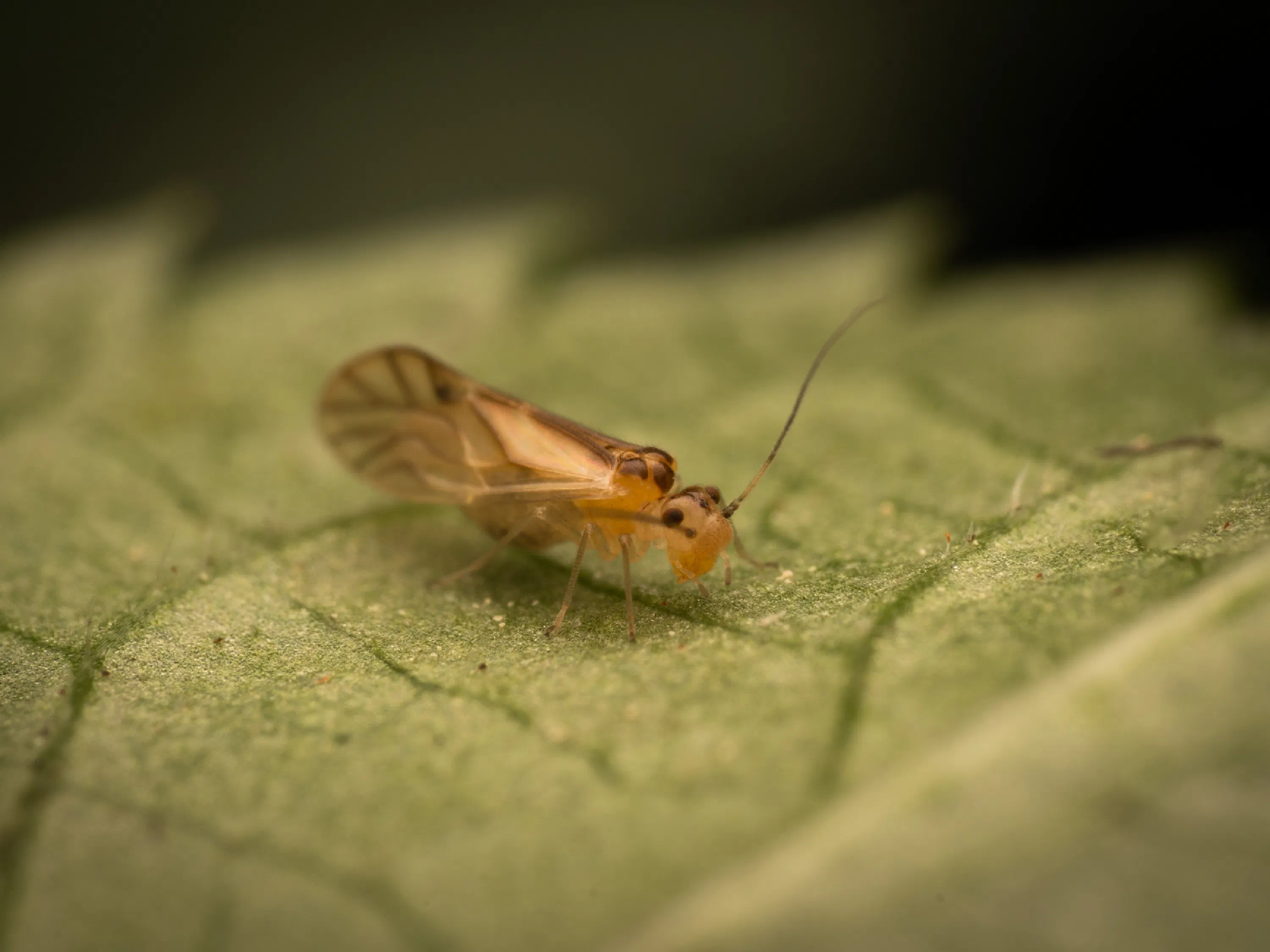 Valenzuela flavidus