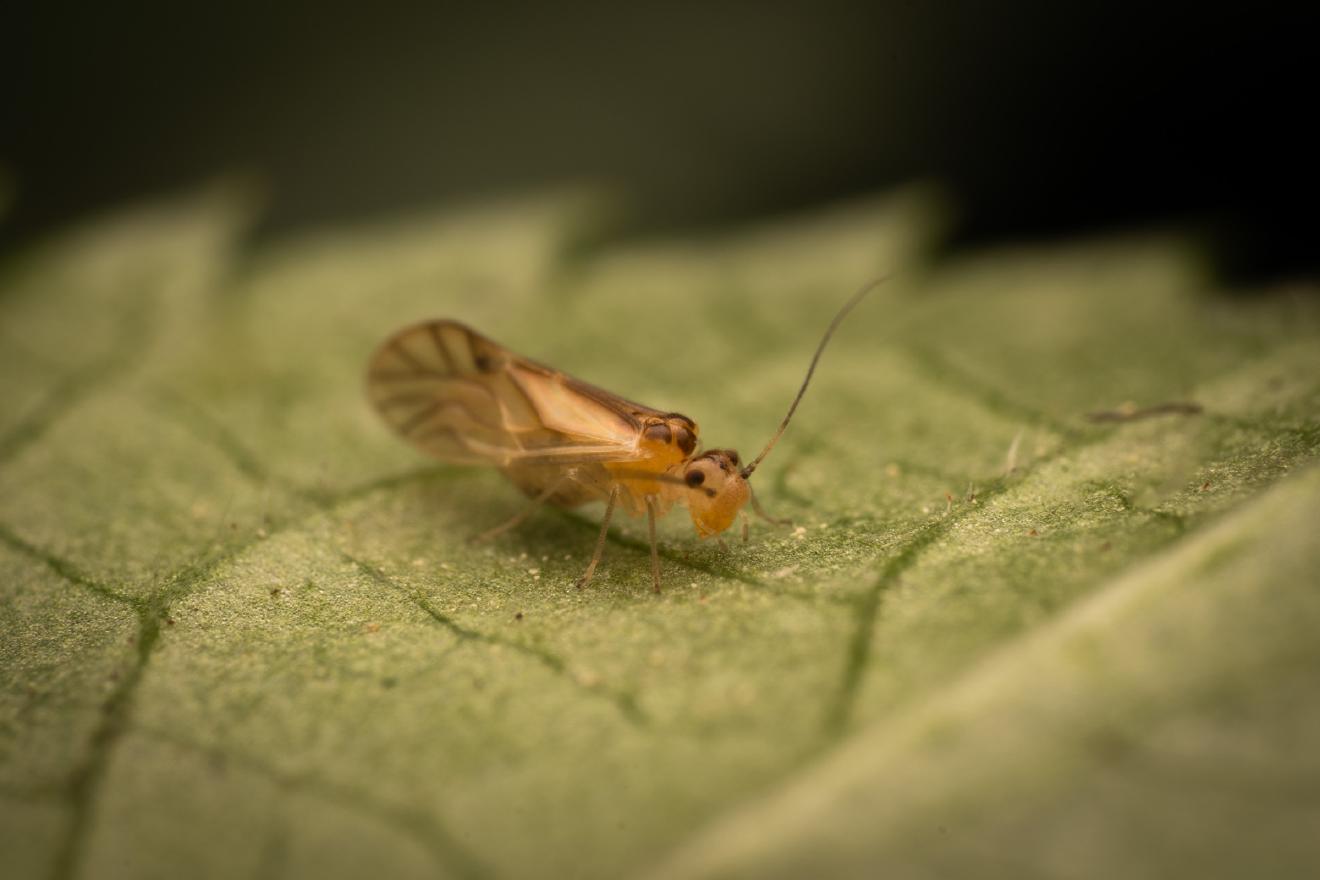yellow barklouse – No. 2