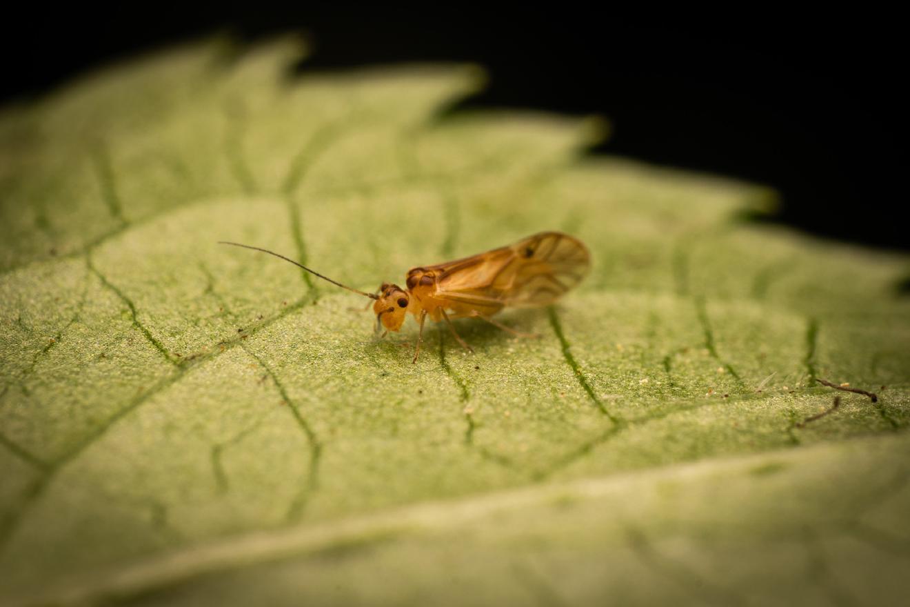 yellow barklouse – No. 4