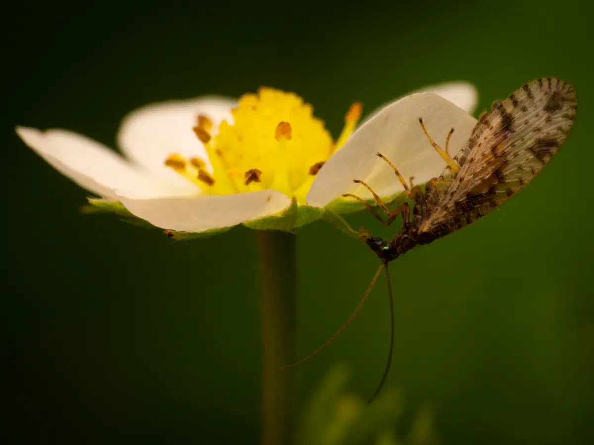 Variegated Brown Lacewing