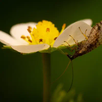 Variegated Brown Lacewing