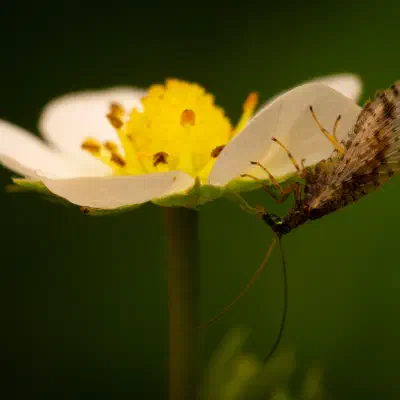 Micromus variegatus