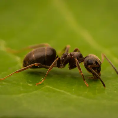 Brown Tree Ant