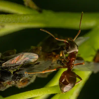 Lasius brunneus