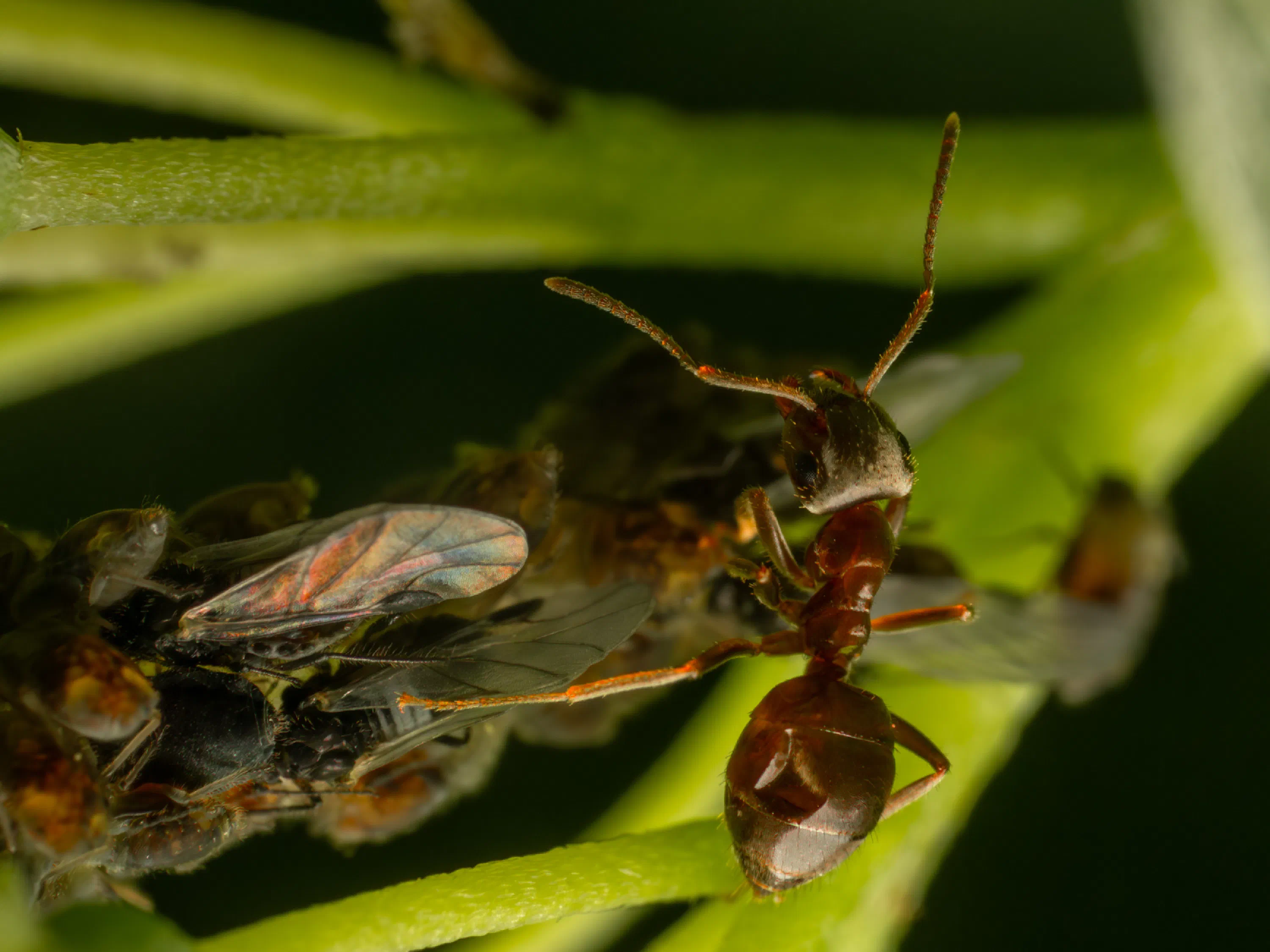 Lasius brunneus