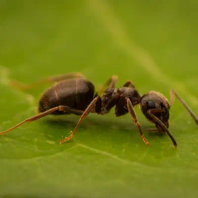 Lasius brunneus