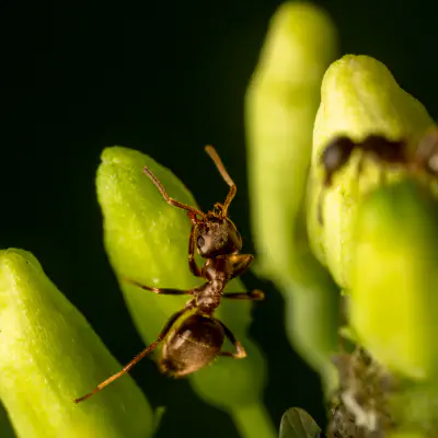 Brown Tree Ant