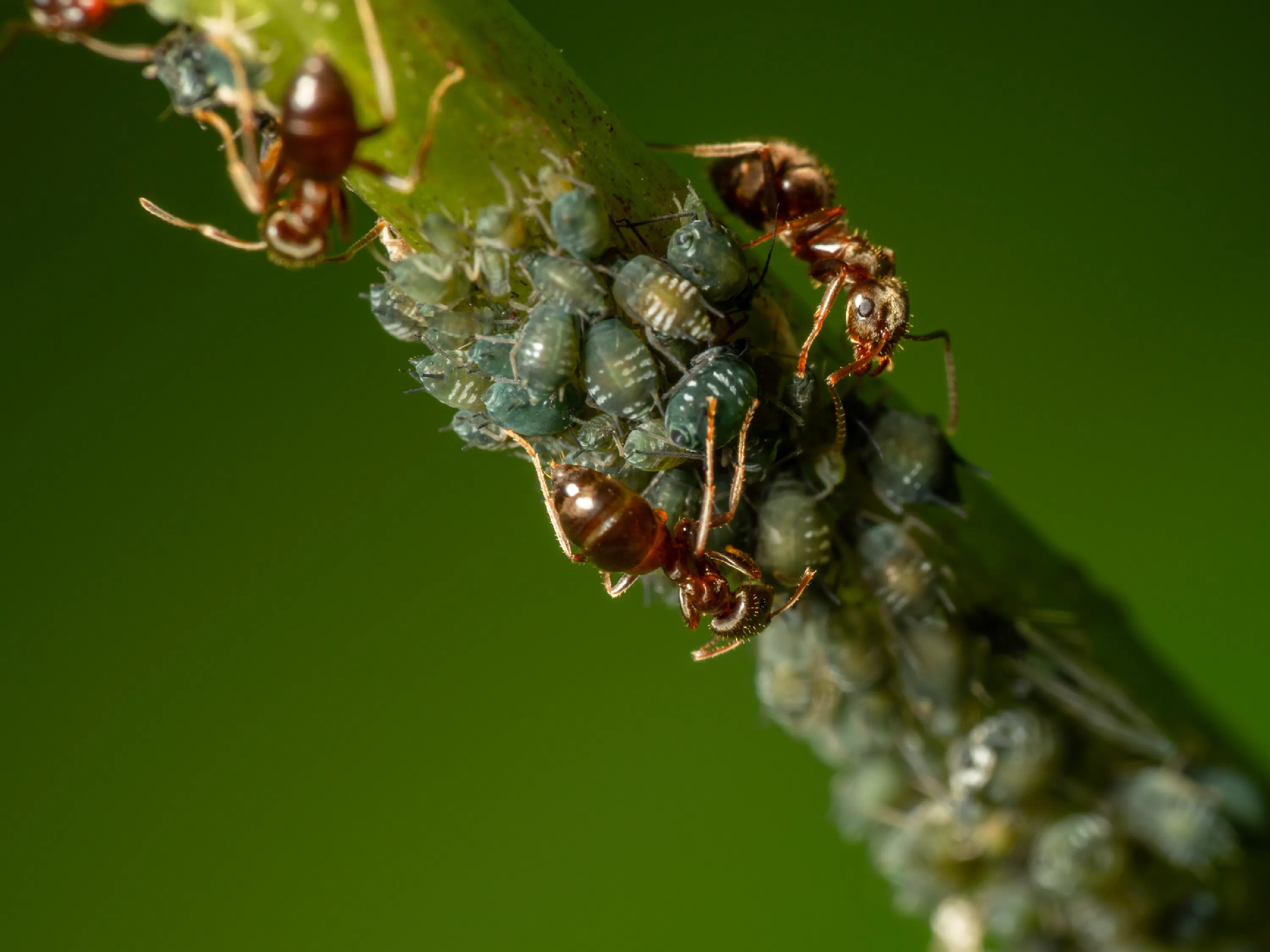 Lasius brunneus