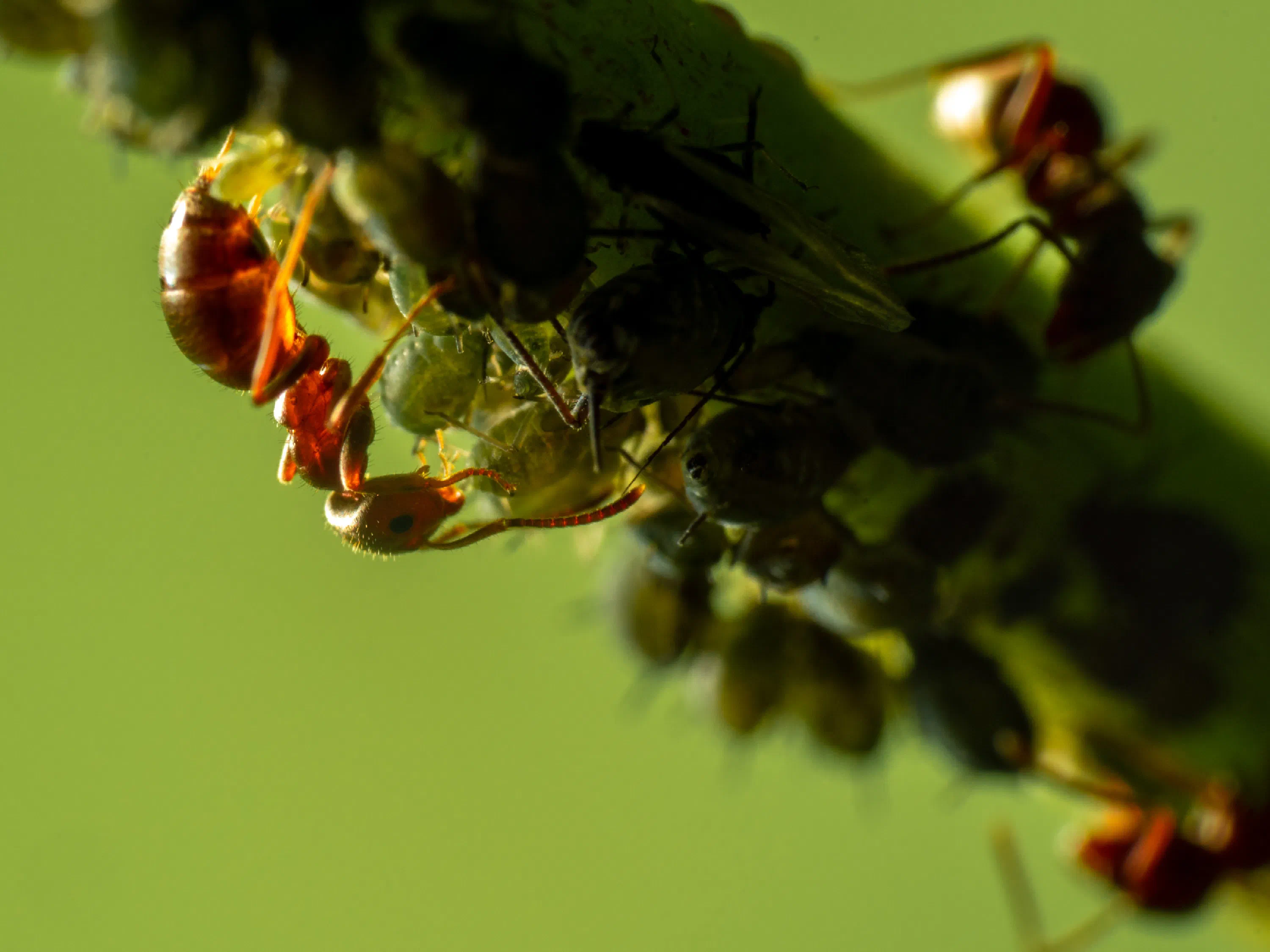 Lasius brunneus