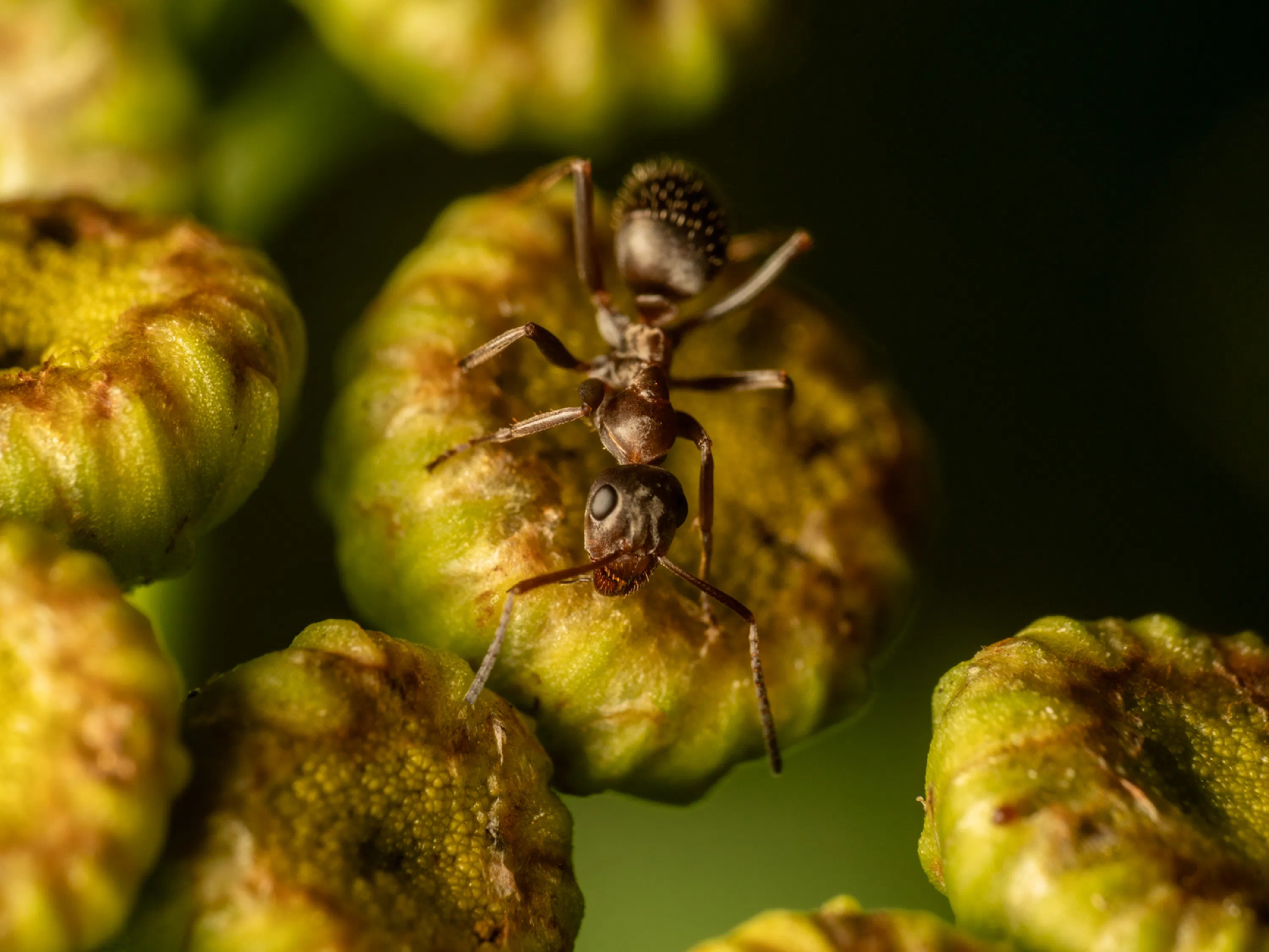 Lasius brunneus