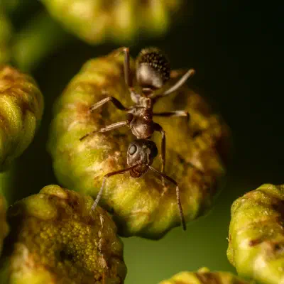 Lasius brunneus