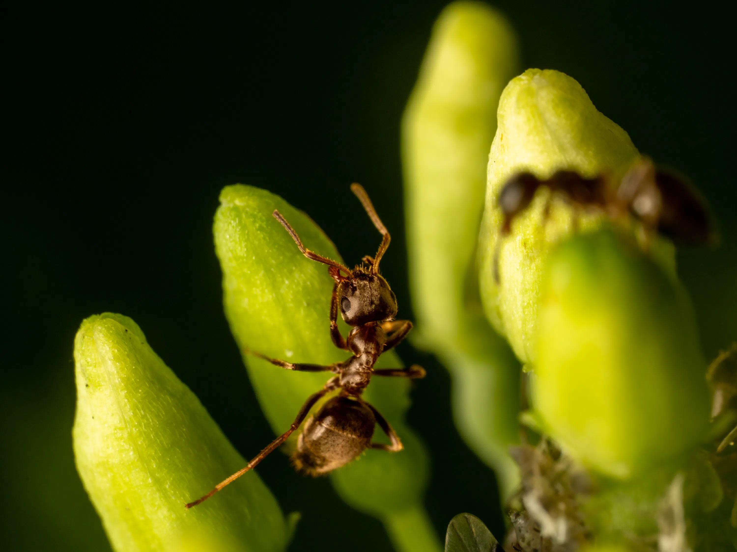 Lasius brunneus