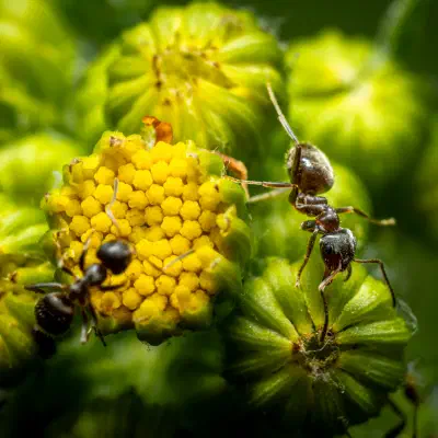 Lasius brunneus