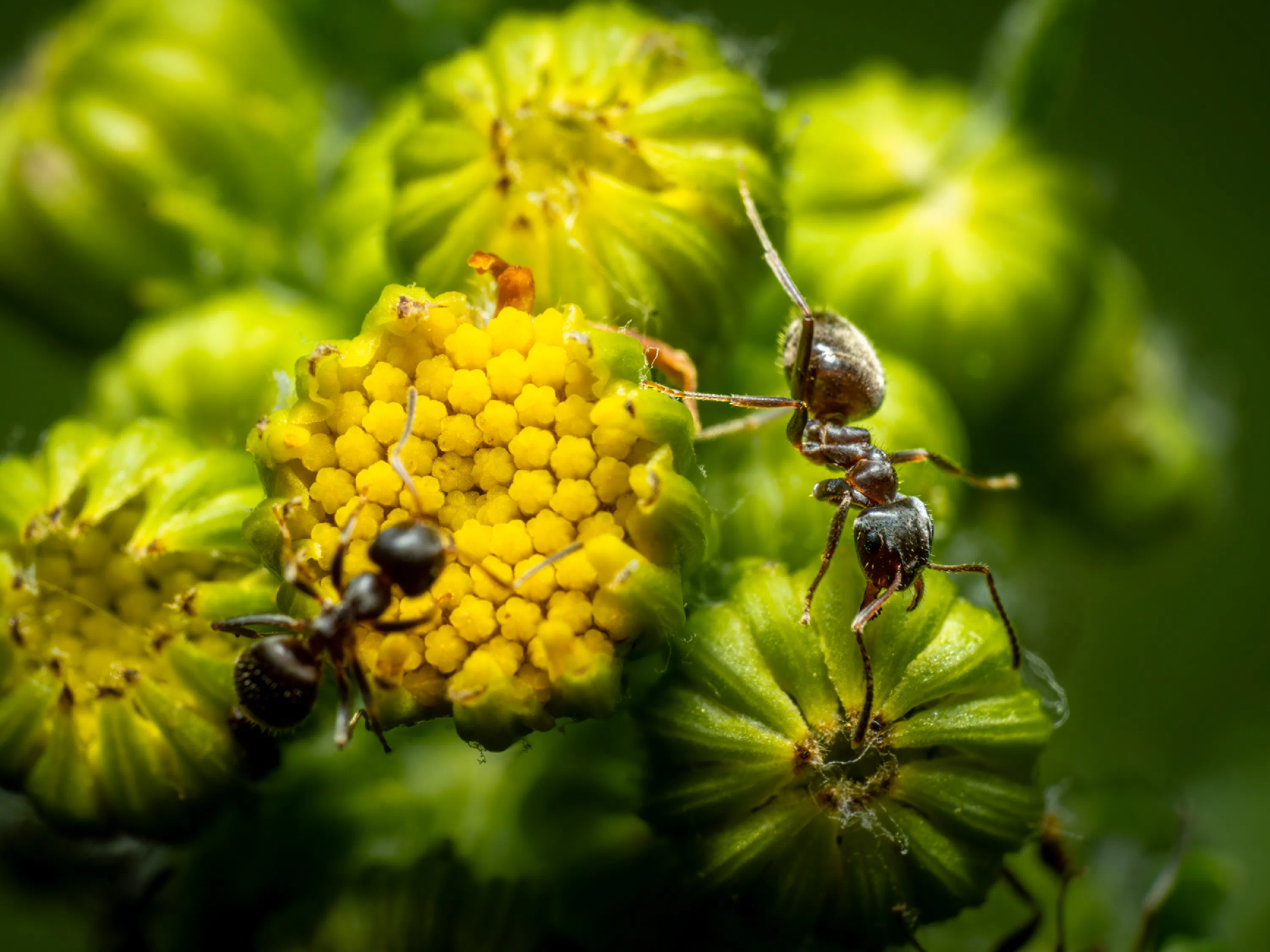 Lasius brunneus