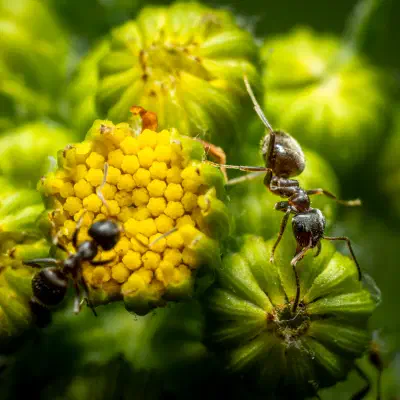 Brown Tree Ant