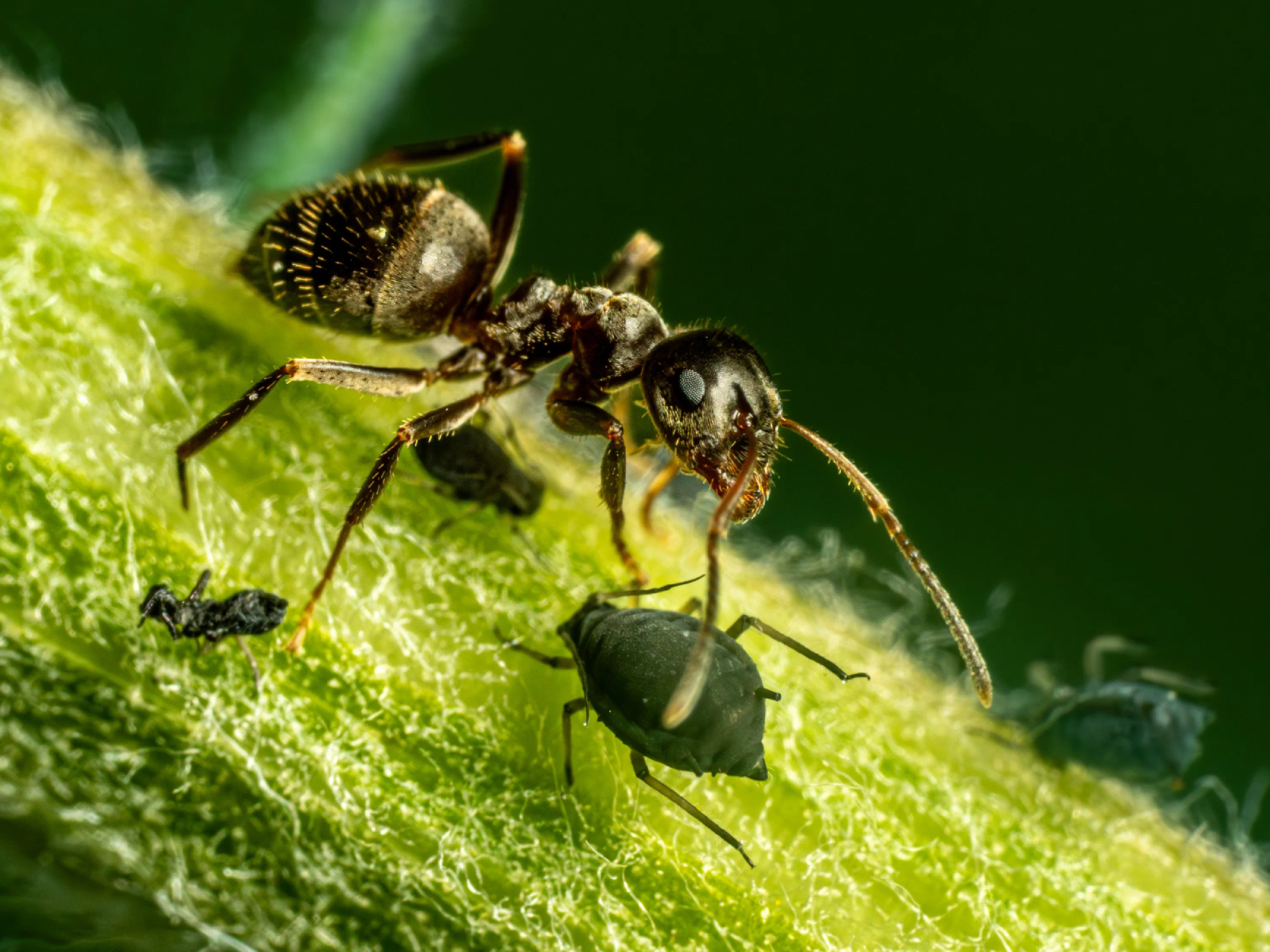 Lasius brunneus