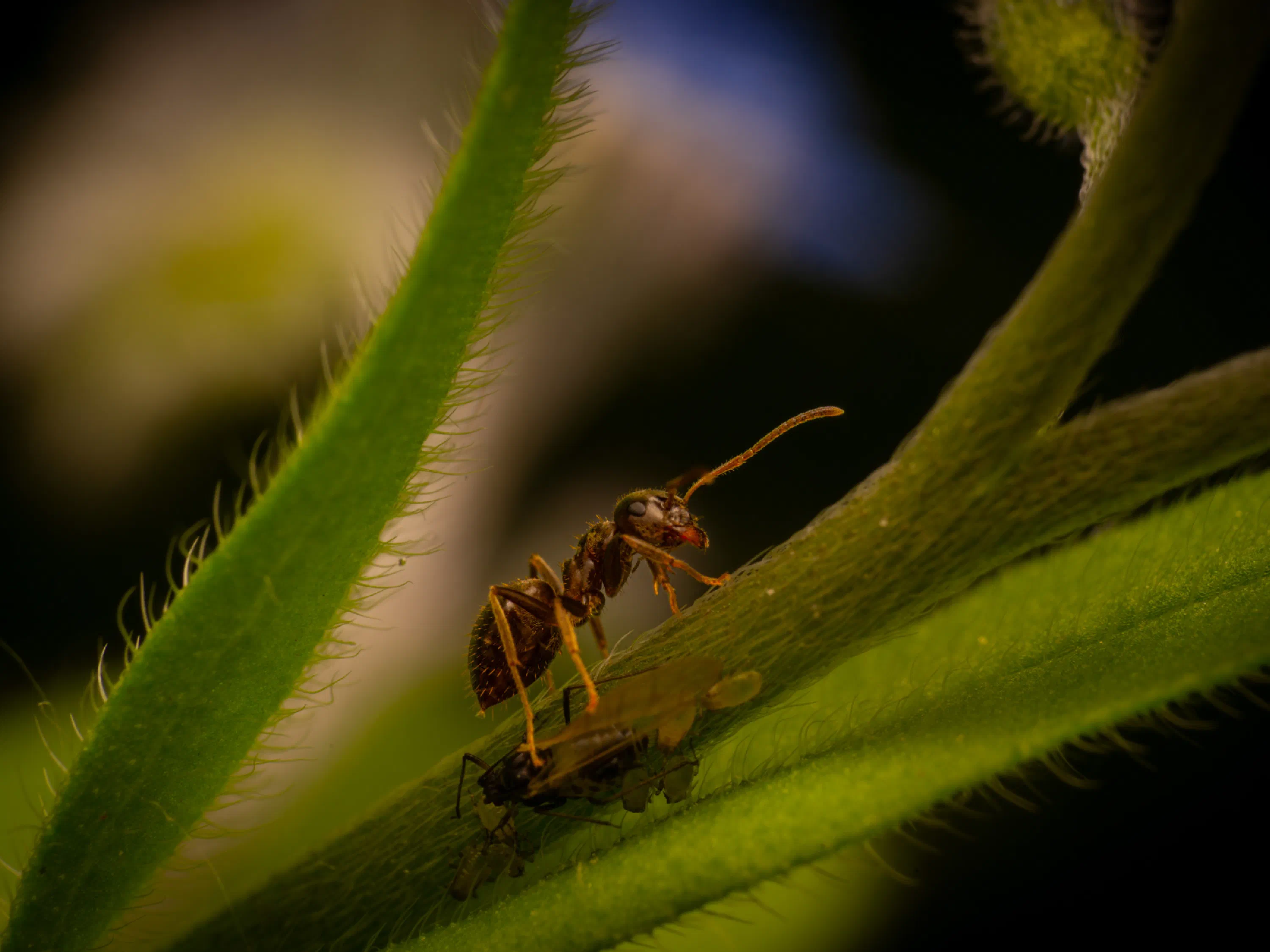 Lasius brunneus