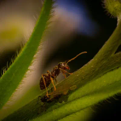 Lasius brunneus