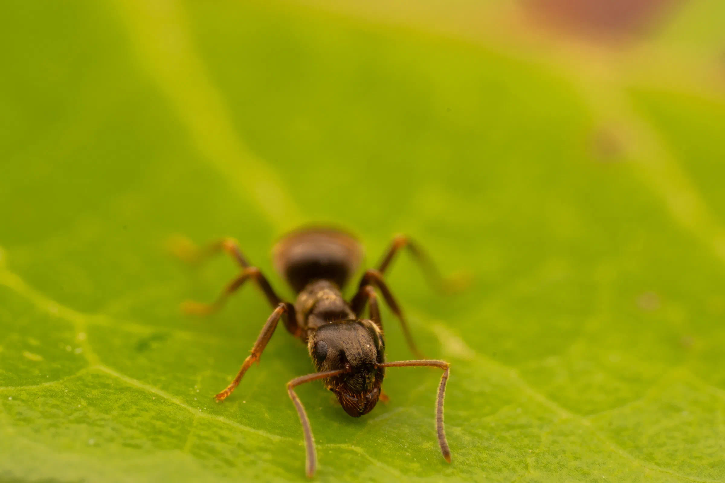 Braune Wegameise