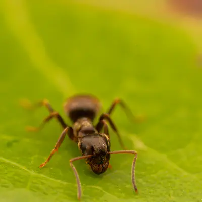 Braune Wegameise