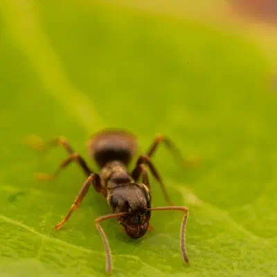 Lasius brunneus