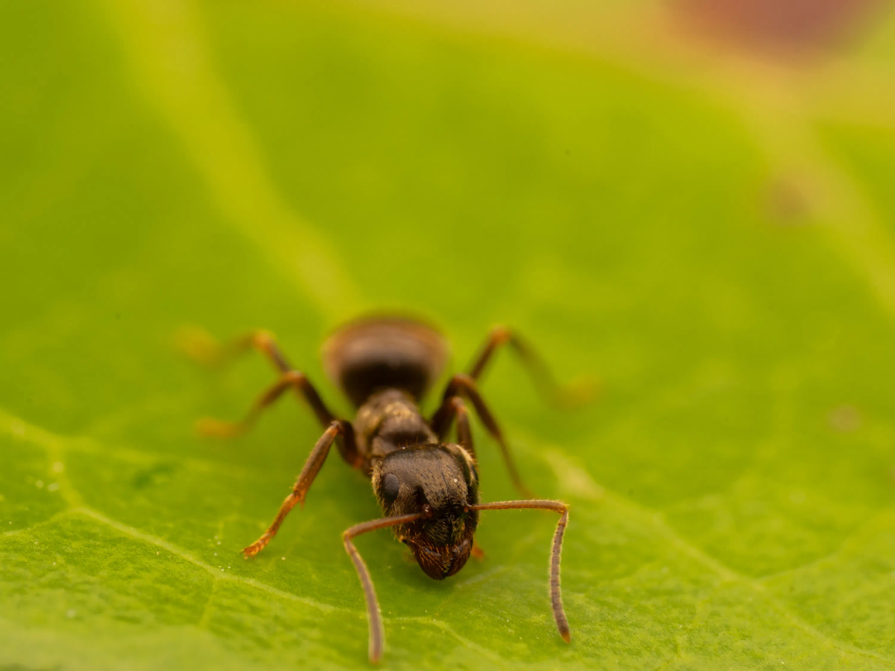 Lasius brunneus