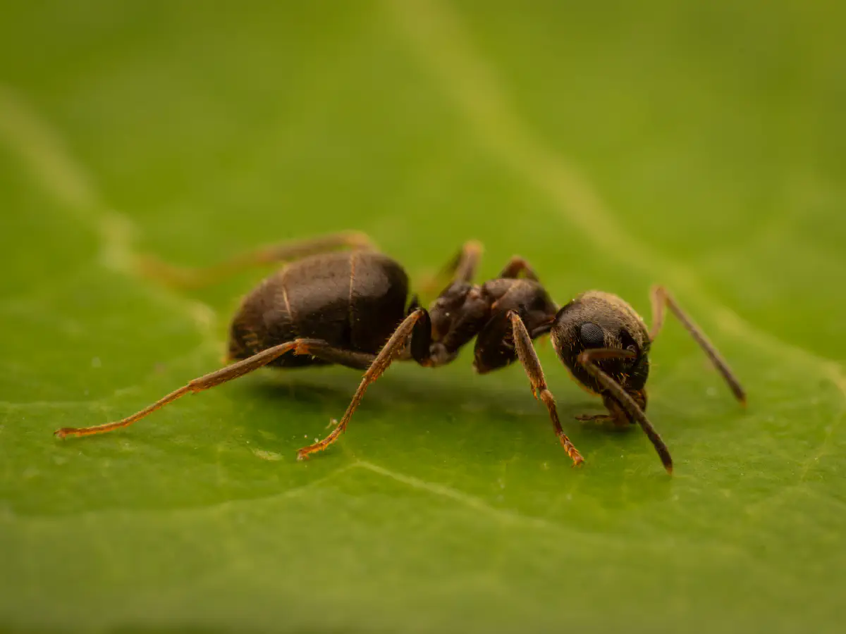 Lasius brunneus